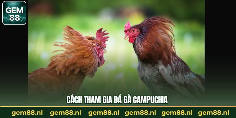 Cách tham gia đá gà campuchia 
