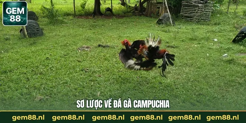 Sơ lược về đá gà Campuchia