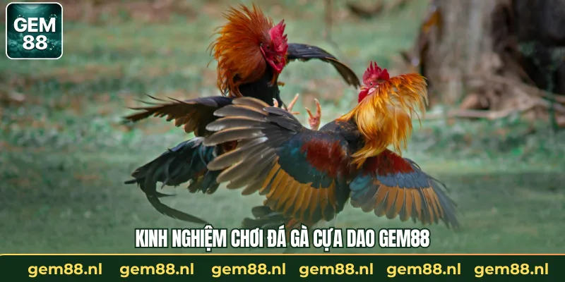 Kinh nghiệm chơi đá gà cựa dao GEM88