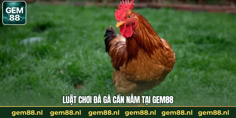 Luật chơi đá gà cần nắm tại GEM88